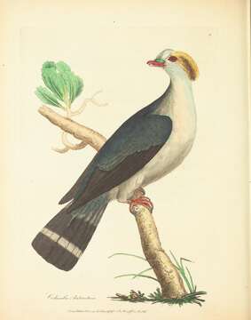 Image de Lopholaimus Gould 1841