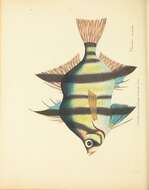 Image of Enoplosus