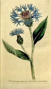 Centaurea montana L. resmi