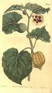 Image of Cape Gooseberry