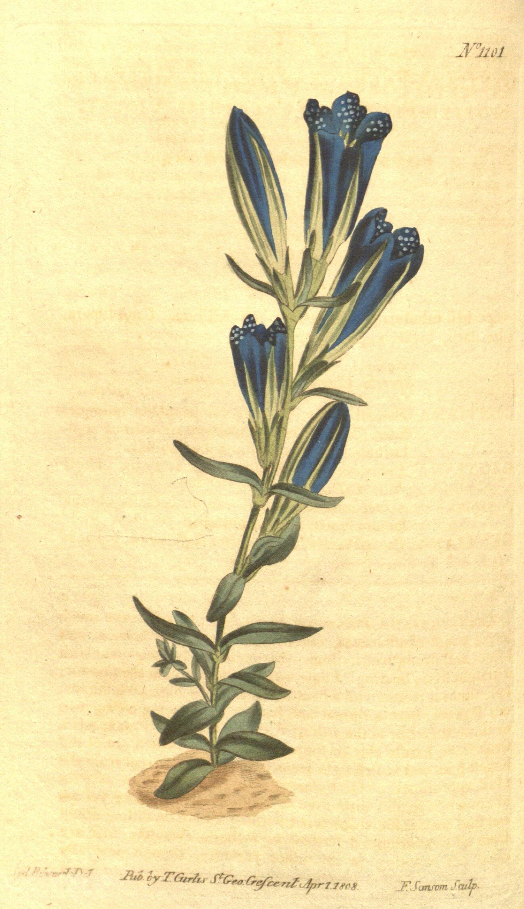 Image of marsh gentian