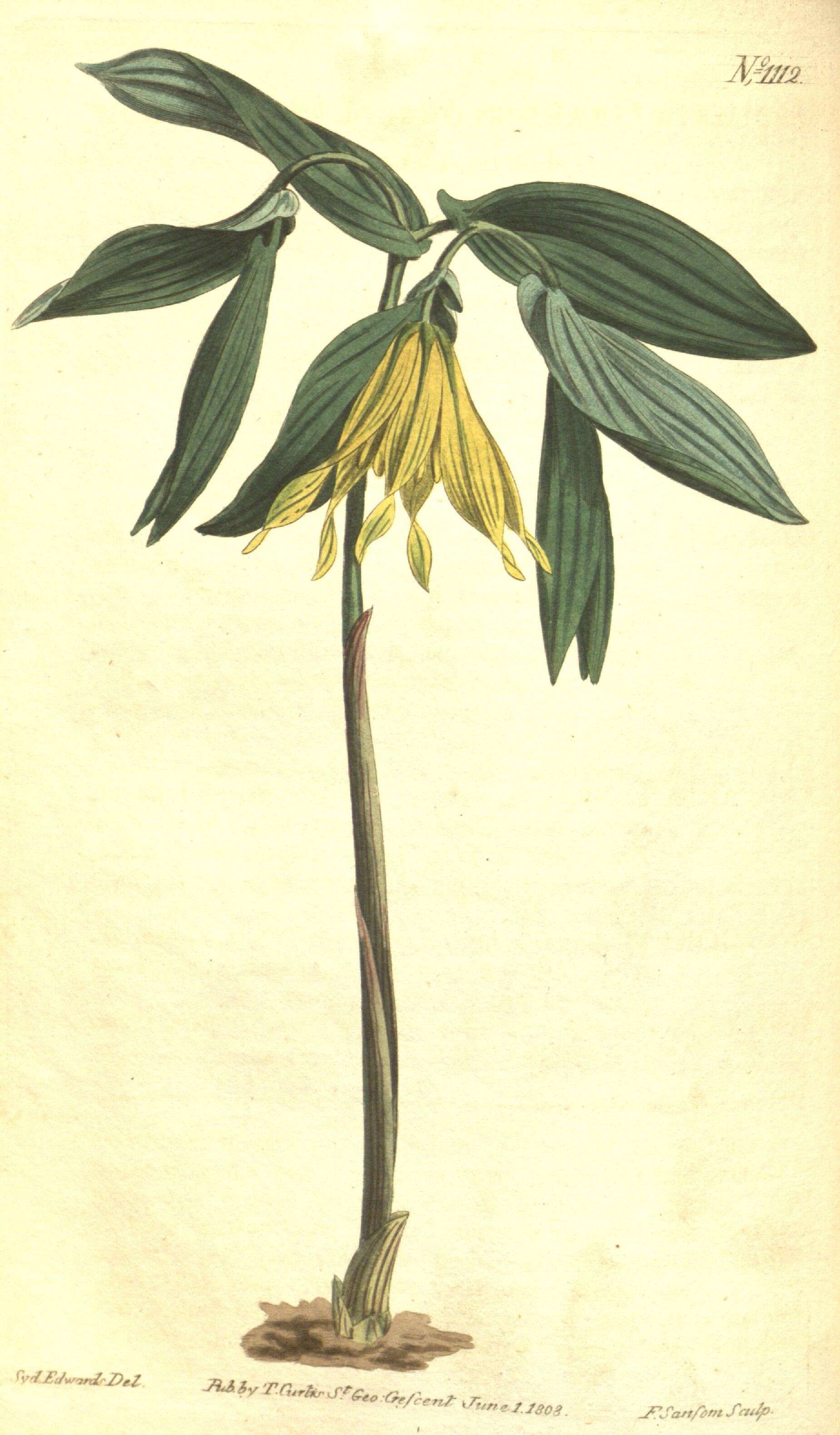 Image of largeflower bellwort