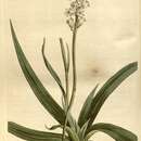 Image of Aletris farinosa L.