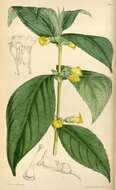 Image of Brazilian gloxinia