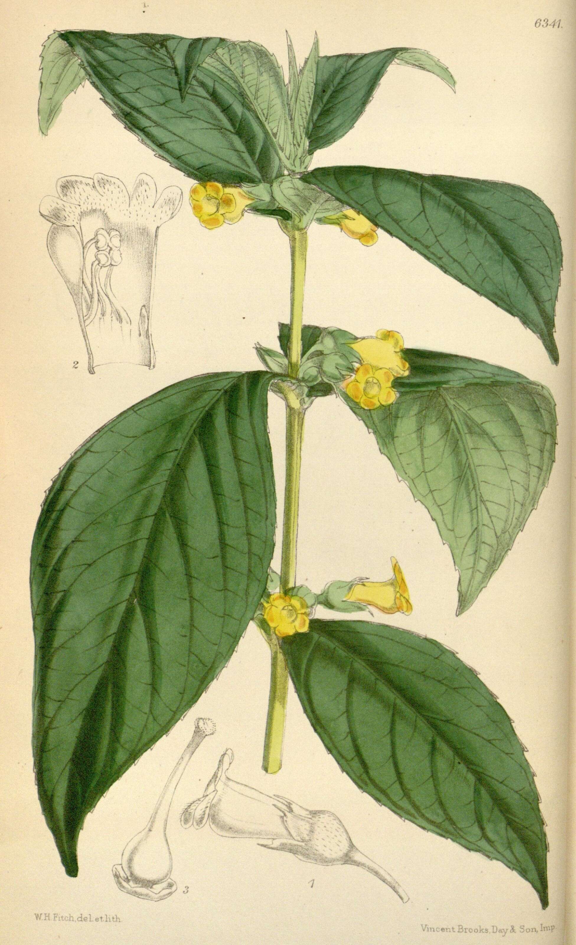Image of Brazilian gloxinia