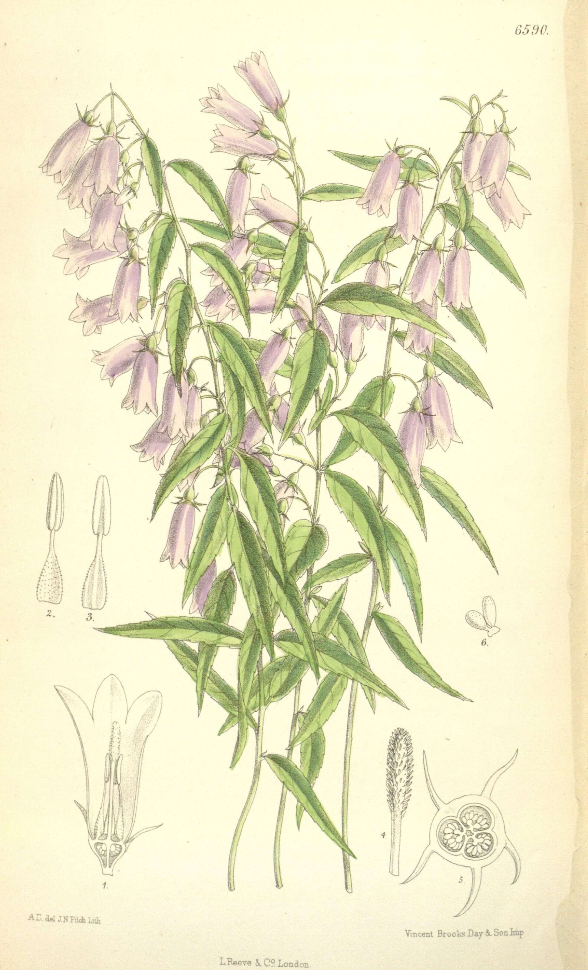 Image of bellflowers