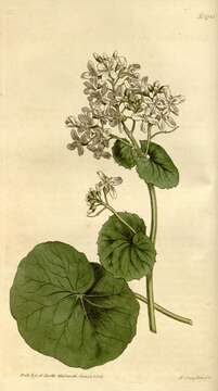 Image of Cardamine asarifolia L.