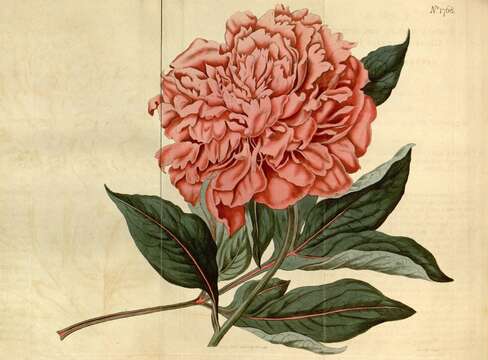 Image of peony family