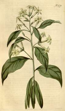 Image of Chilean jessamine