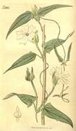 صورة Thunbergia fragrans Roxb.