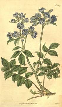 Image of Greek valerian