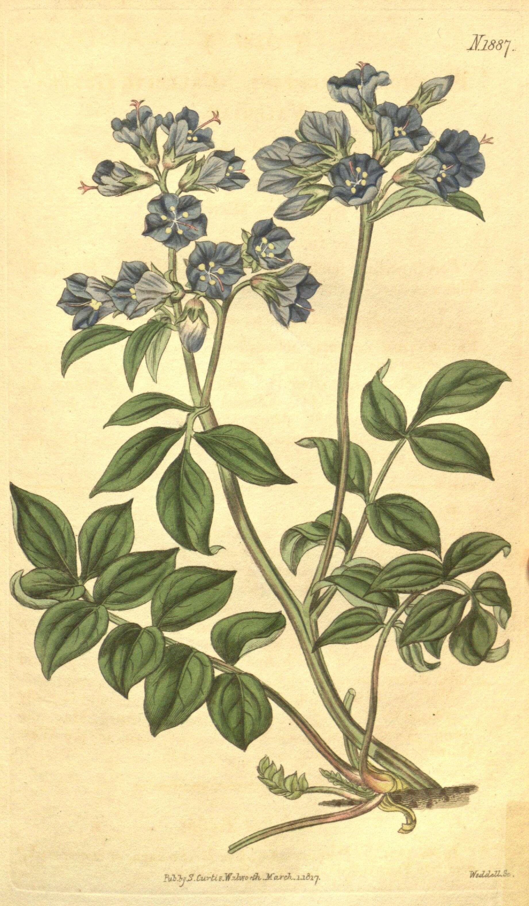 Image of Greek valerian