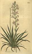 Image of Stylidium graminifolium Sw. ex Willd.