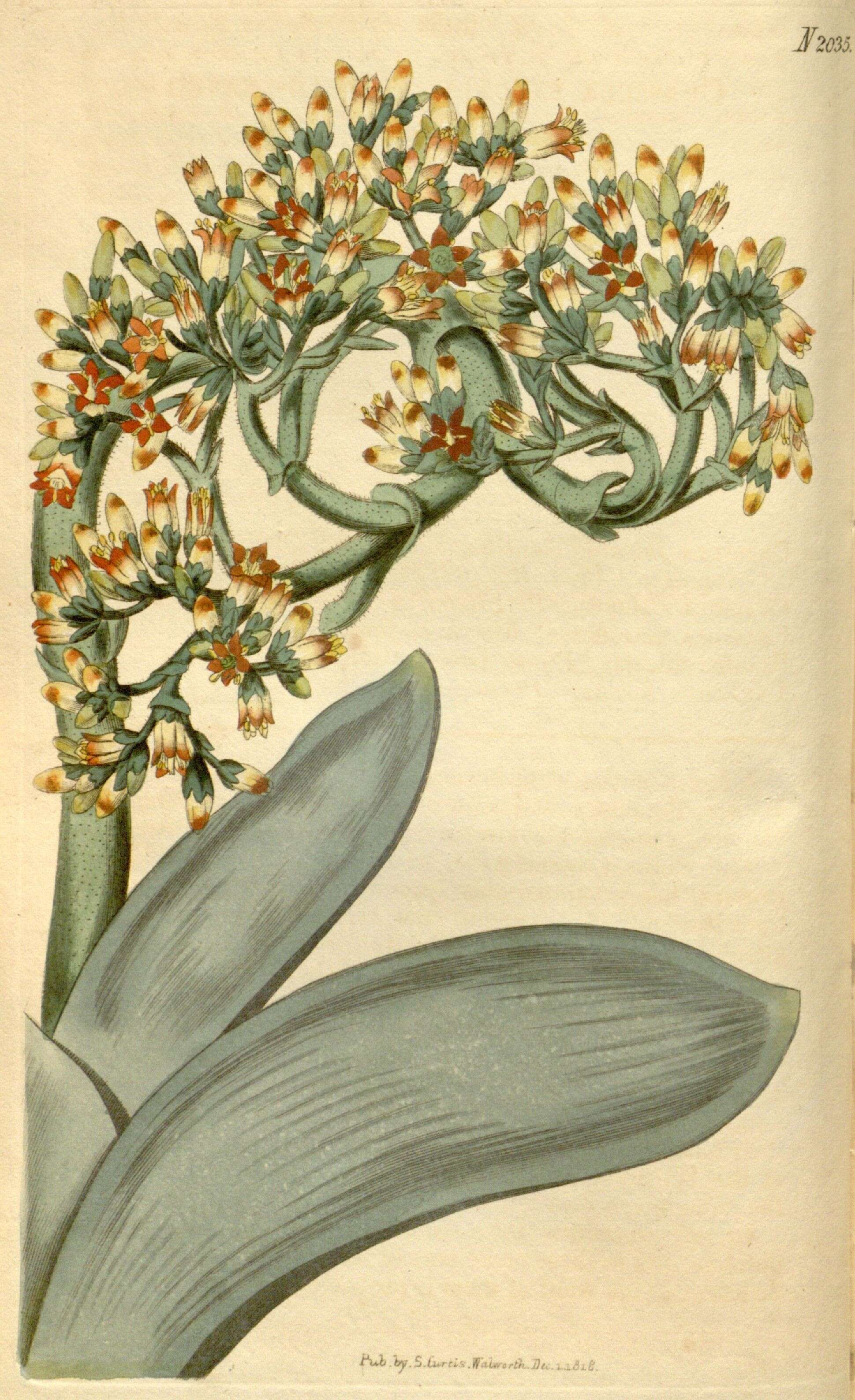 Image of Crassula perfoliata var. minor (Haw.) Rowley
