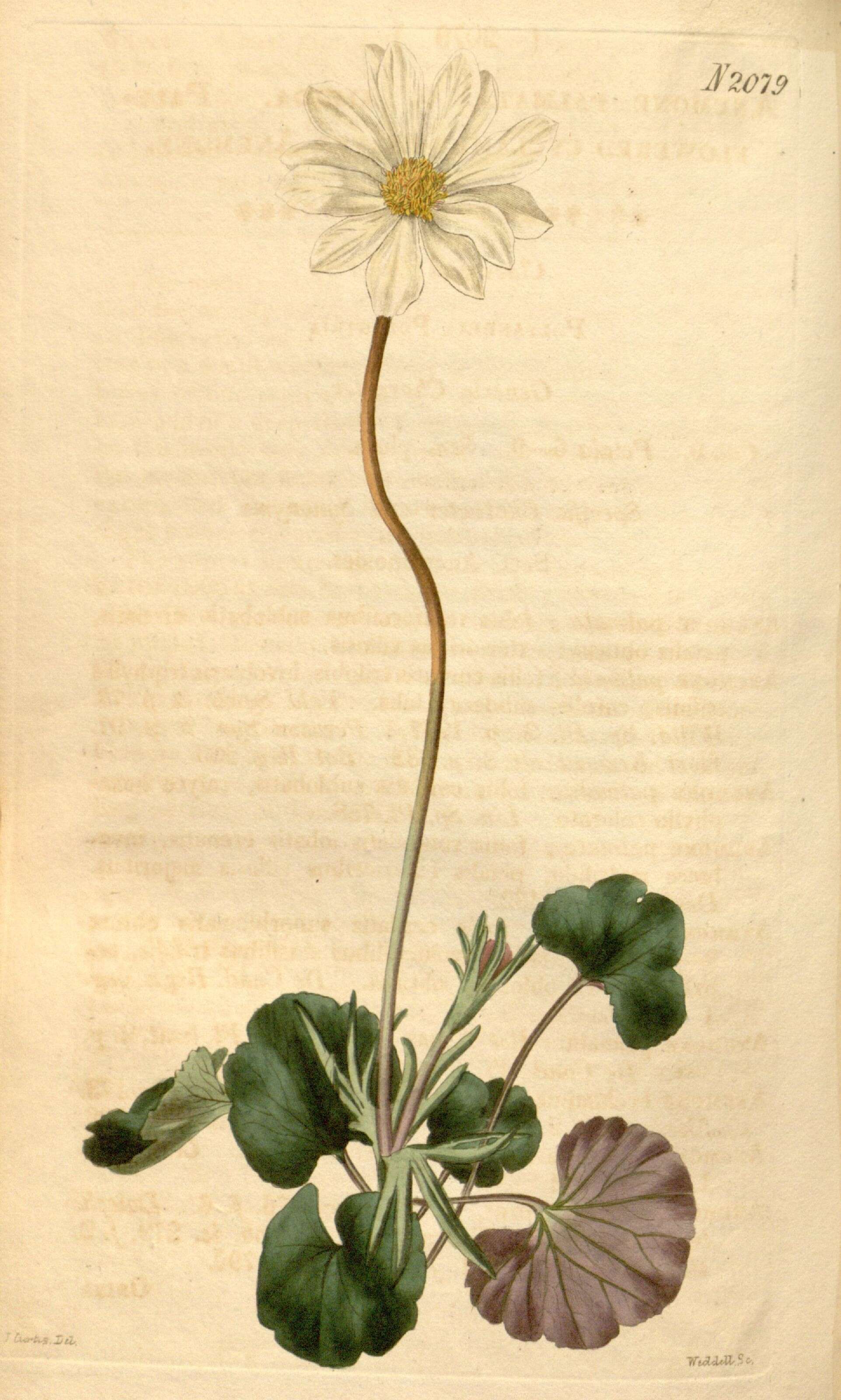 Image of Anemone palmata L.