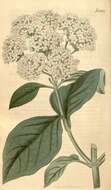 Adoxaceae resmi