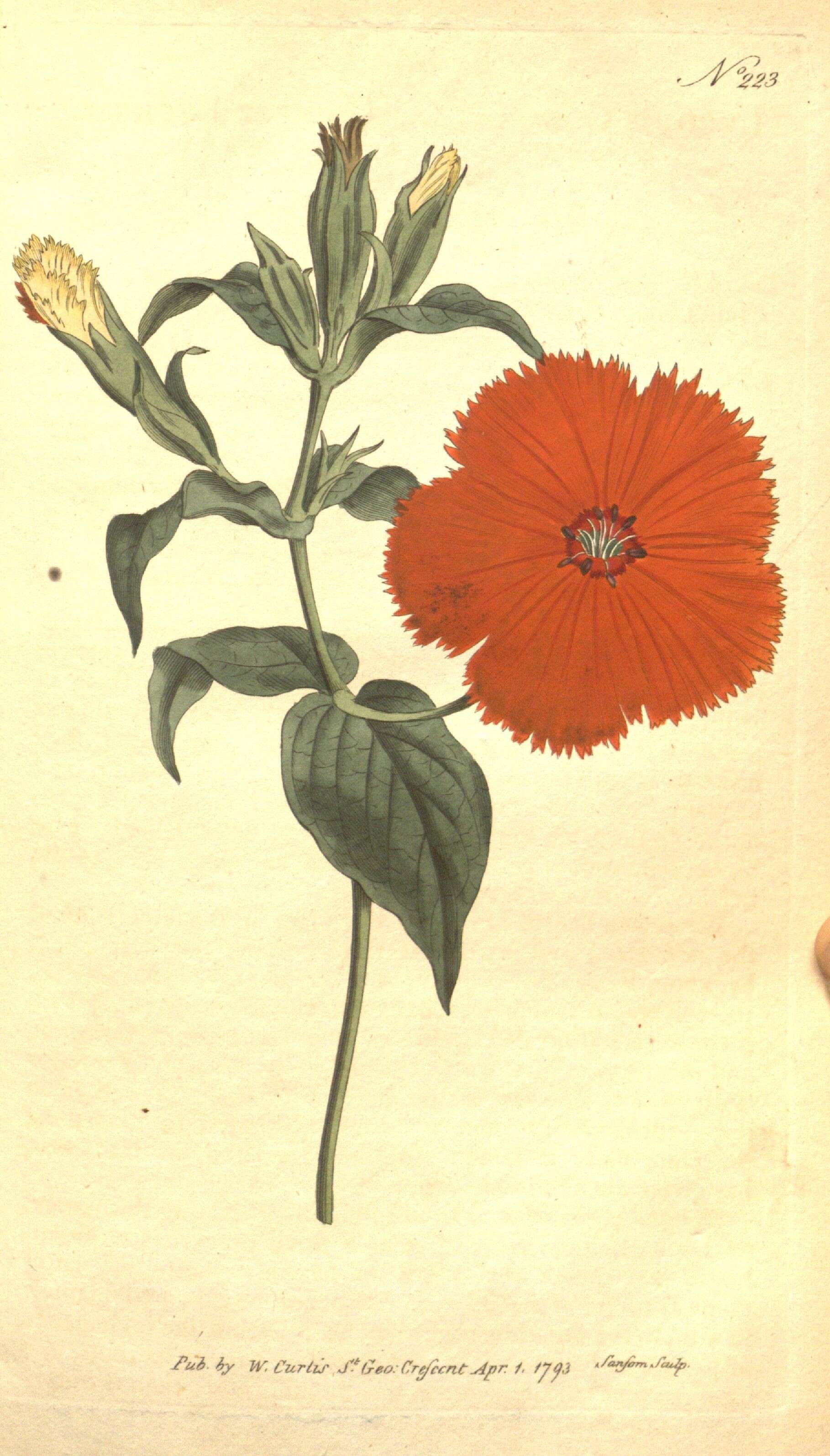 Image of Chinese Lychnis