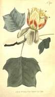 Image of Tulip tree