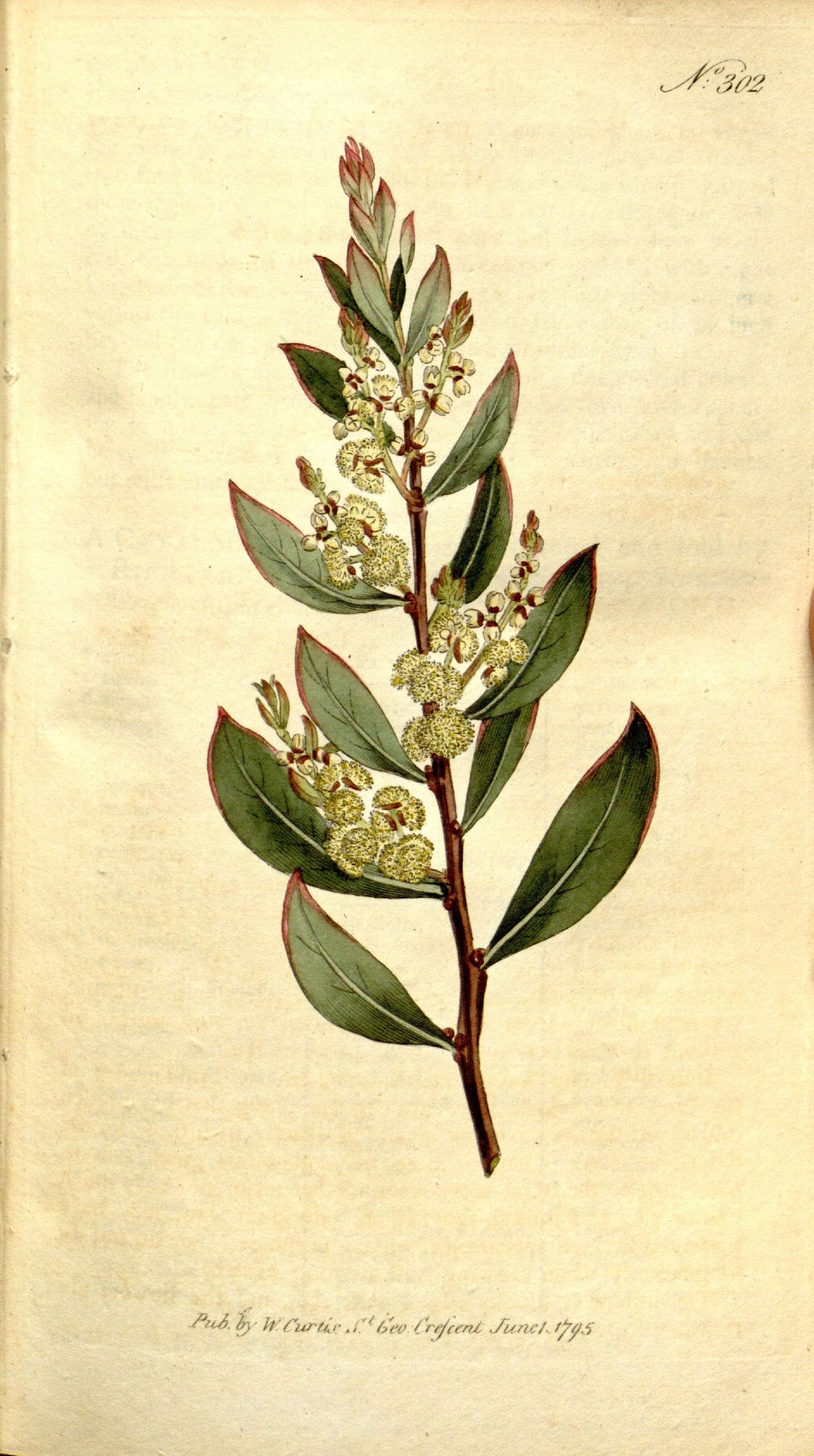 Image of Acacia myrtifolia (Sm.) Willd.