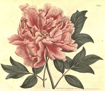 Image of peony family