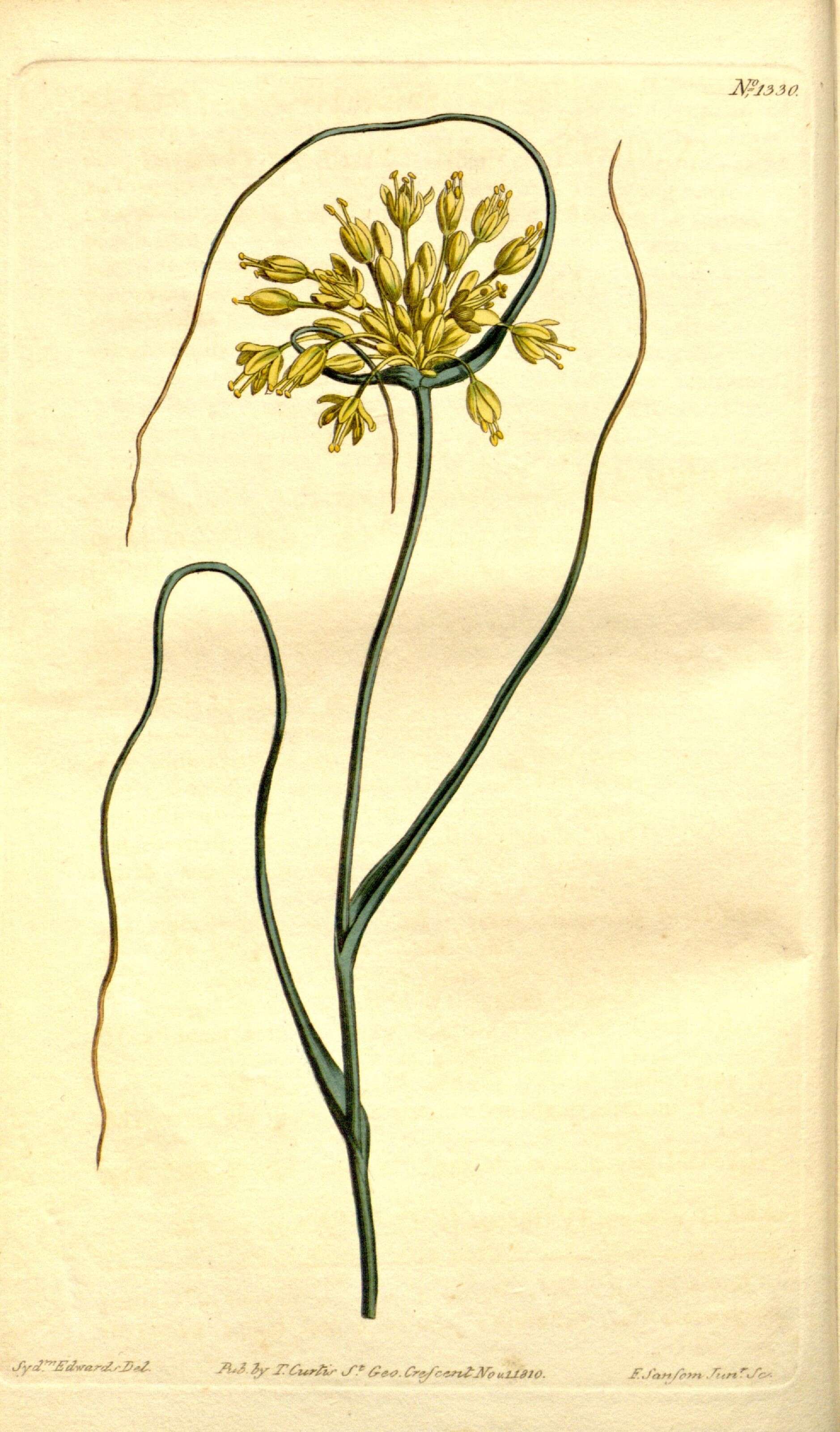 Image of Allium flavum L.