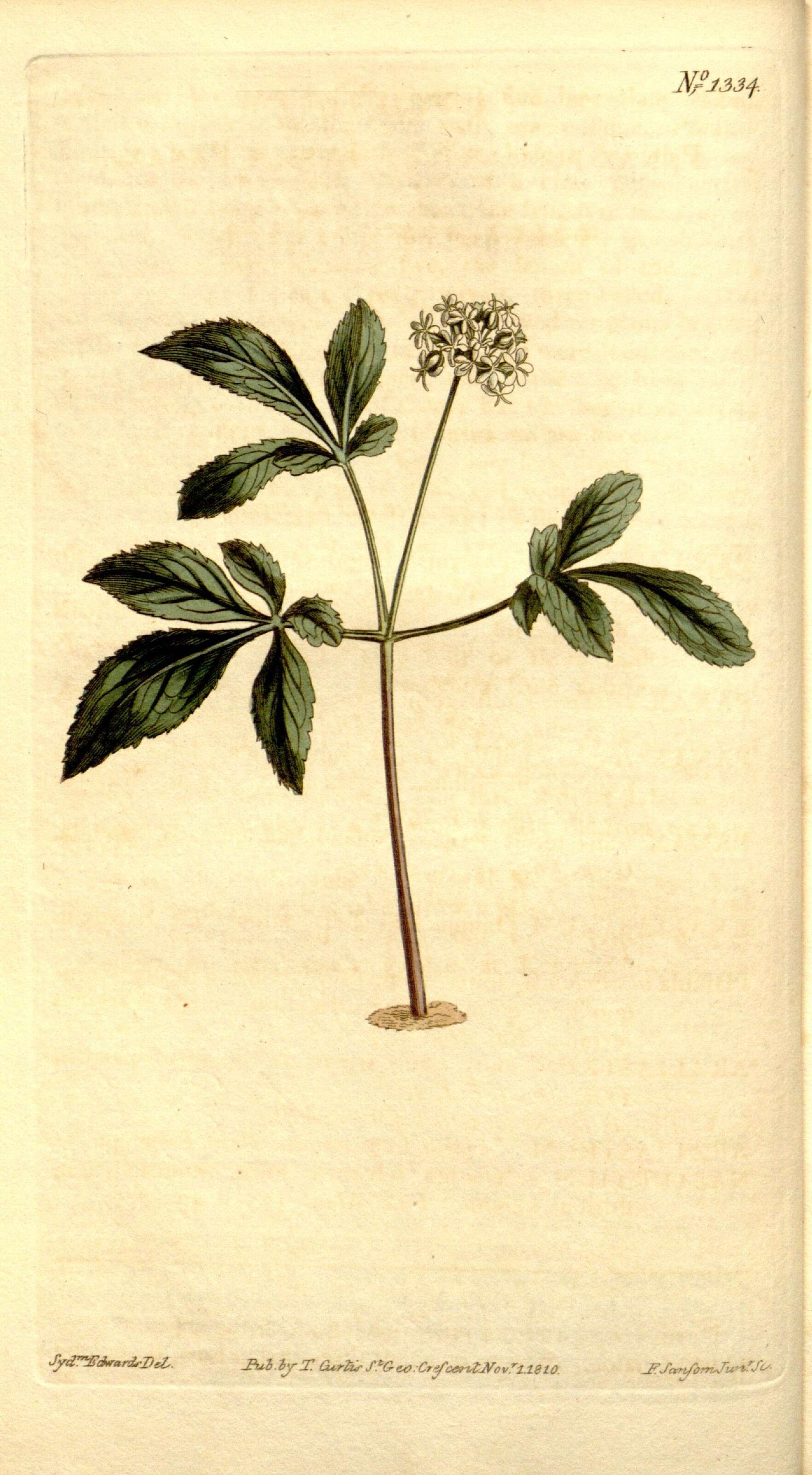 Слика од Araliaceae