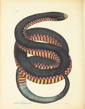 Image of red-bellied black snake