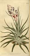 Image of bromeliads