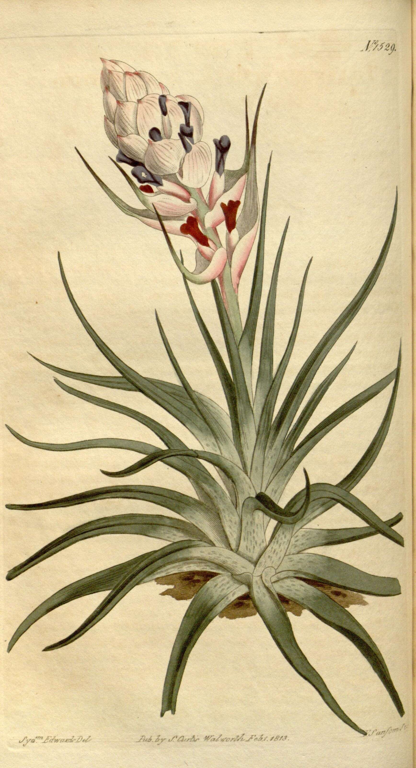 Image of bromeliads