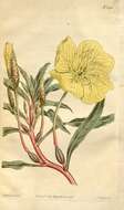 Imagem de Oenothera macrocarpa subsp. macrocarpa