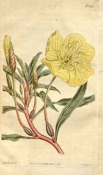 Imagem de Oenothera macrocarpa subsp. macrocarpa