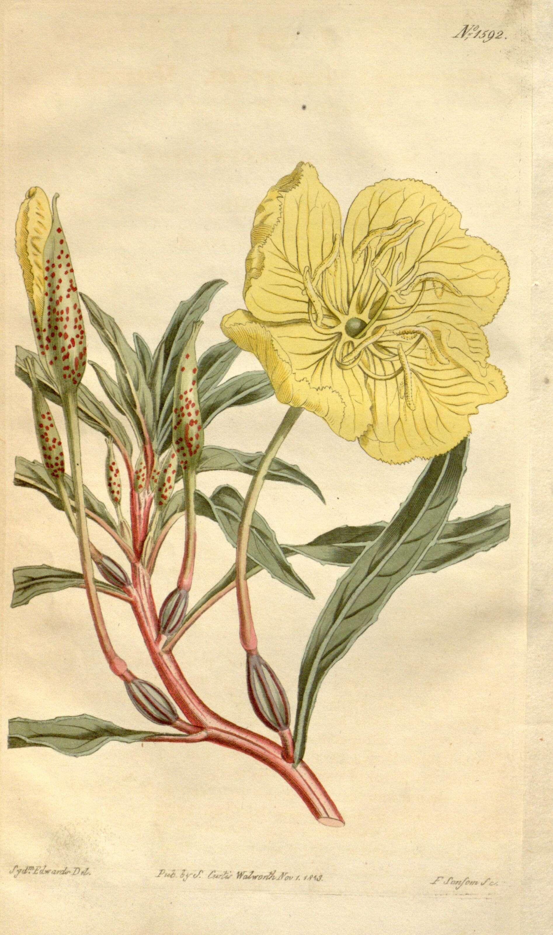 Imagem de Oenothera macrocarpa subsp. macrocarpa