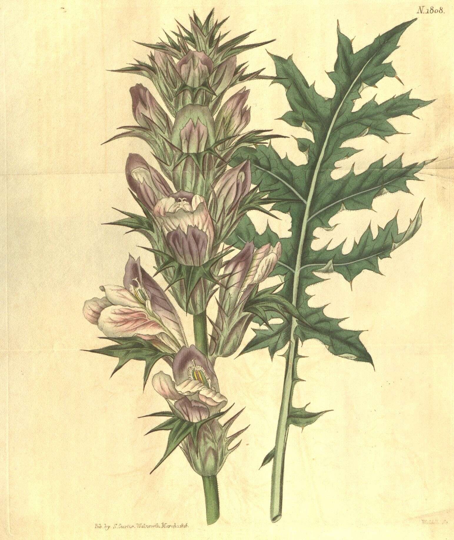 Image of acanthus family