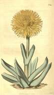 Plancia ëd Aizoaceae