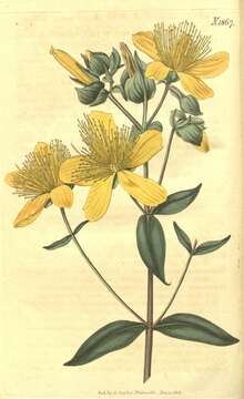 Image of Saint John's-wort family