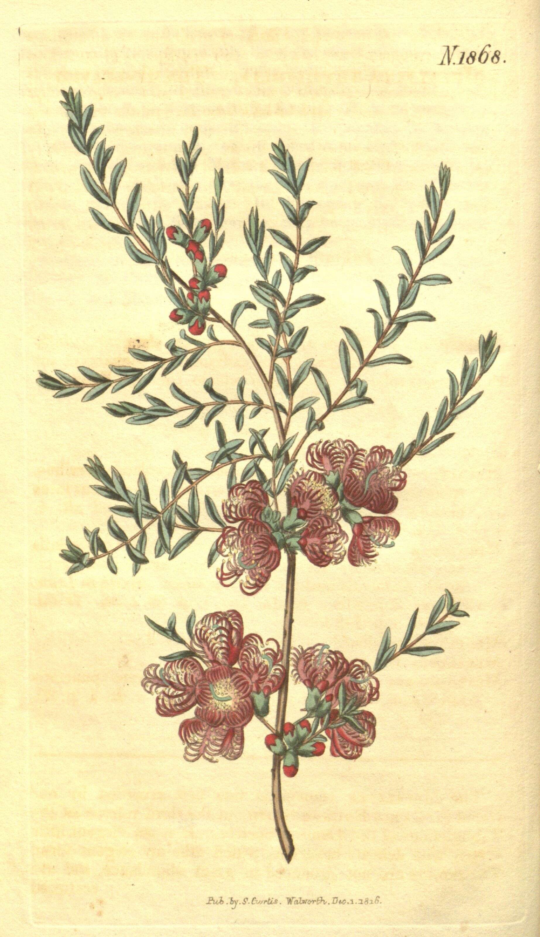 Image of thymeleaf melaleuca