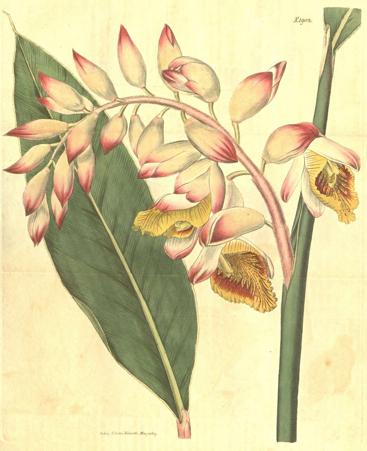 Image of Alpinia nutans (L.) Roscoe