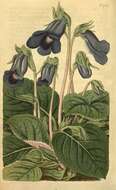 Image of Brazilian gloxinia