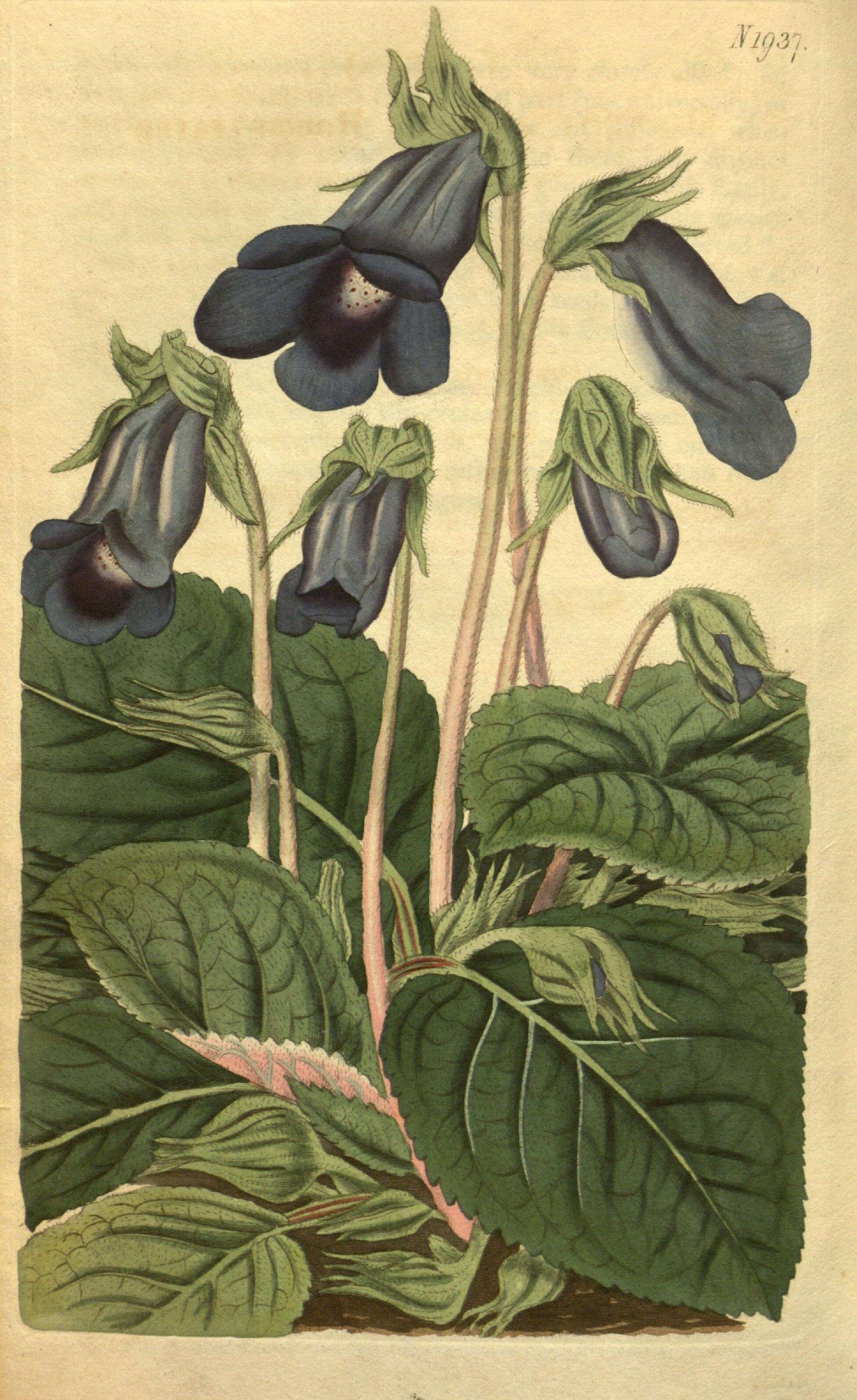 Image of Brazilian gloxinia