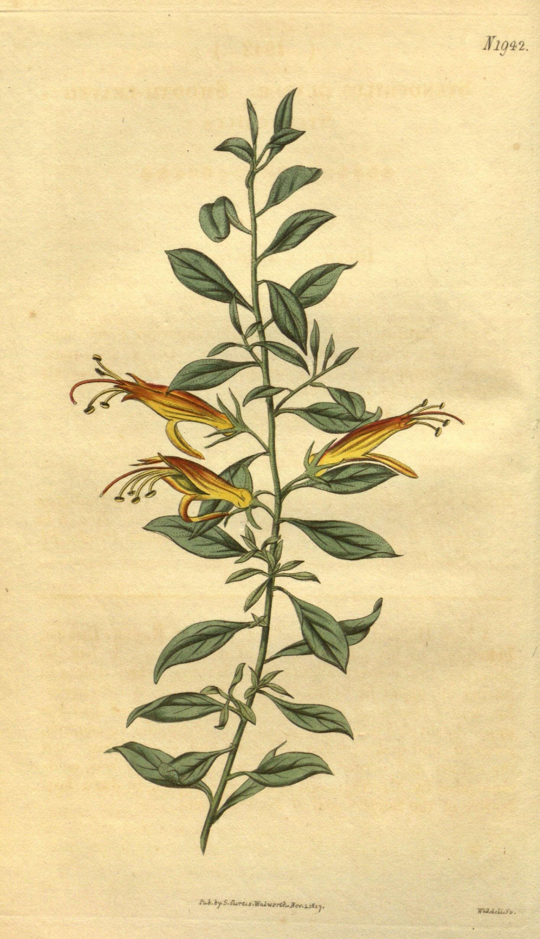 Image of Eremophila glabra subsp. glabra