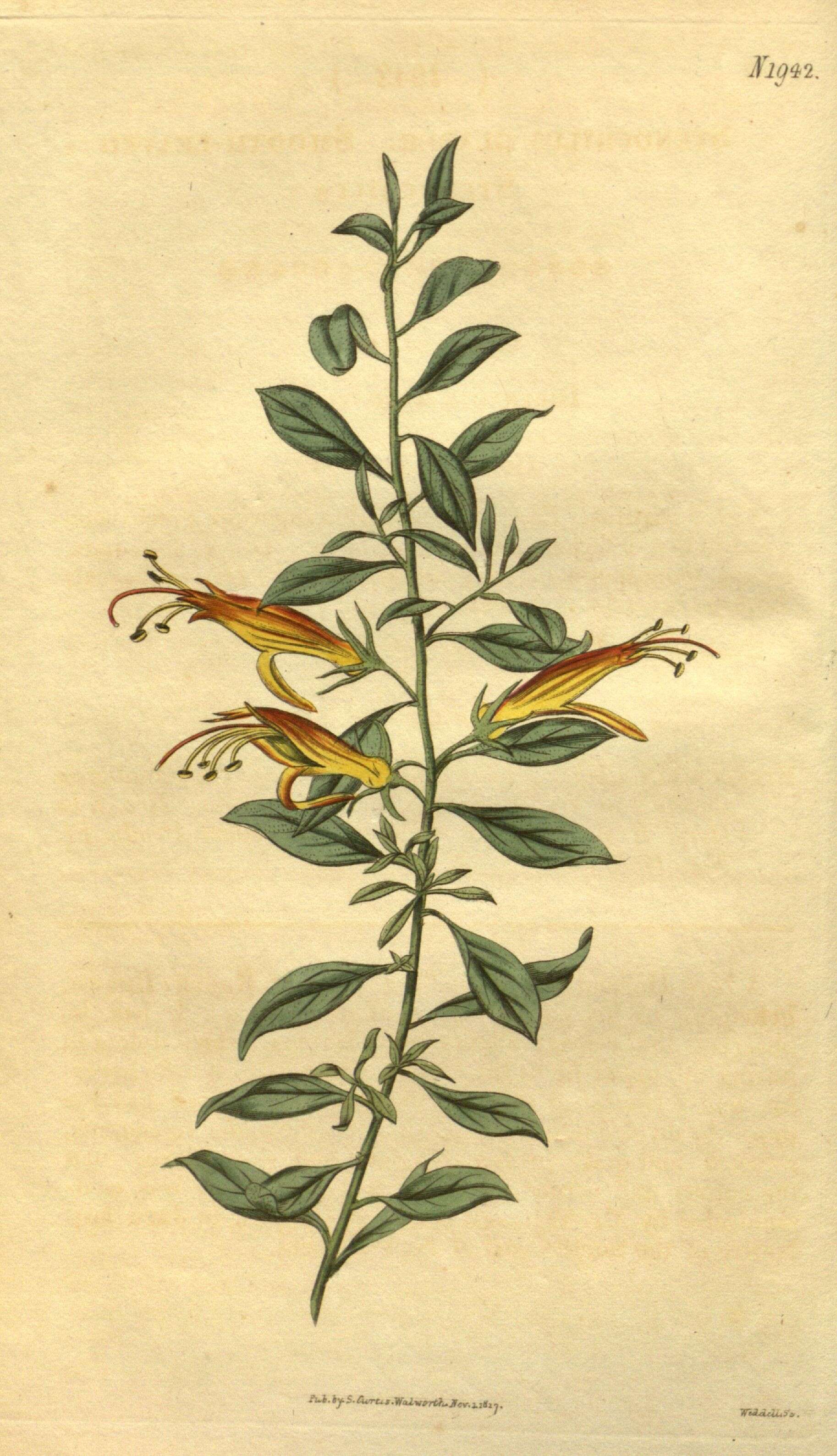 صورة Eremophila glabra subsp. glabra