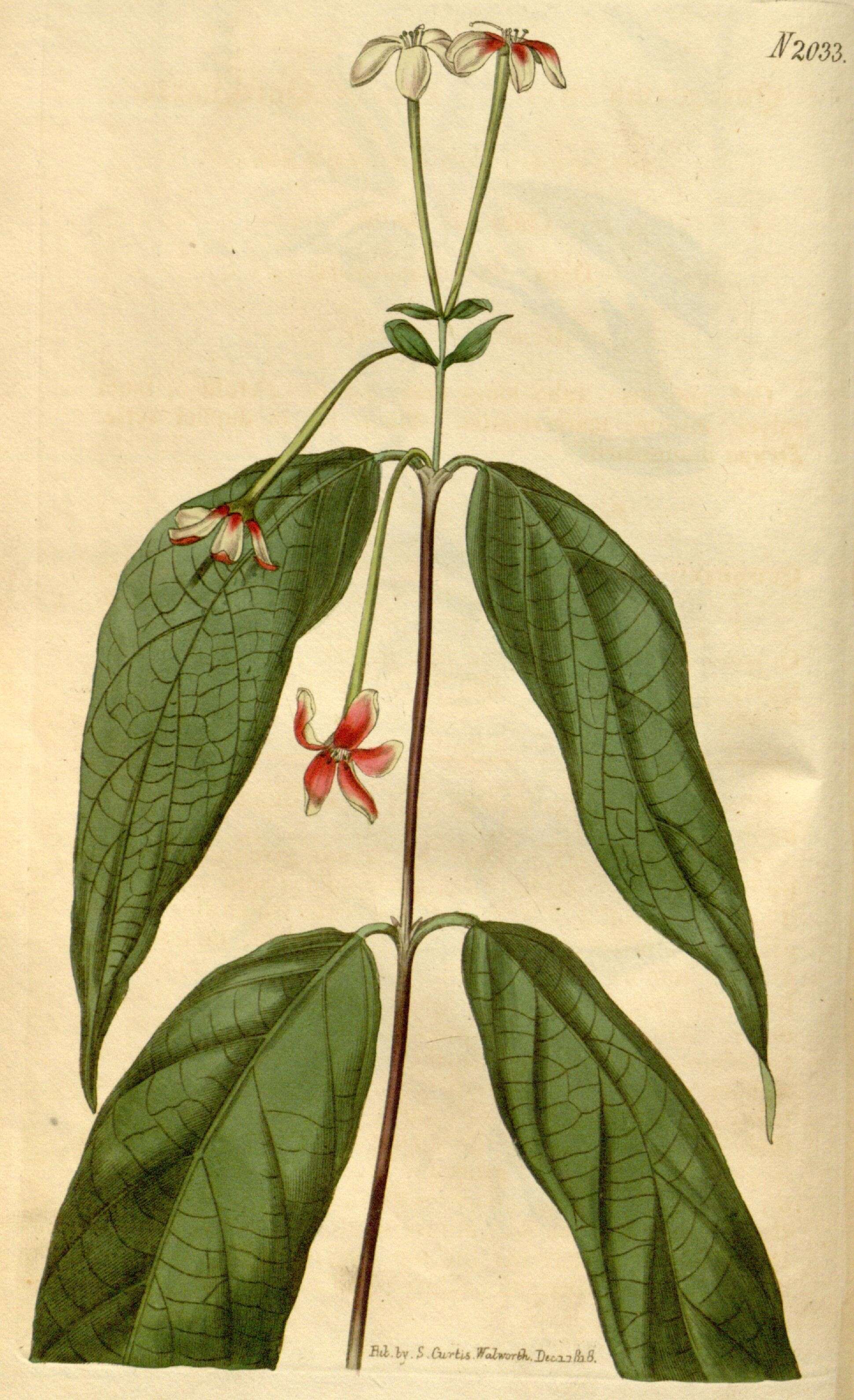 Image of combretum family