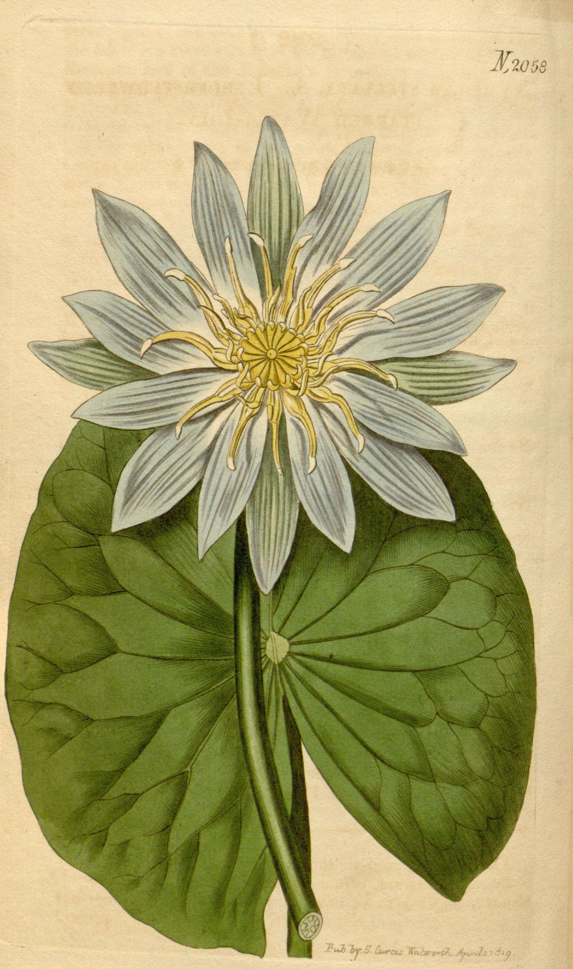 Image of waterlilies