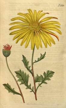 Image of ASTERACEAE