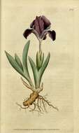 Image of dwarf iris