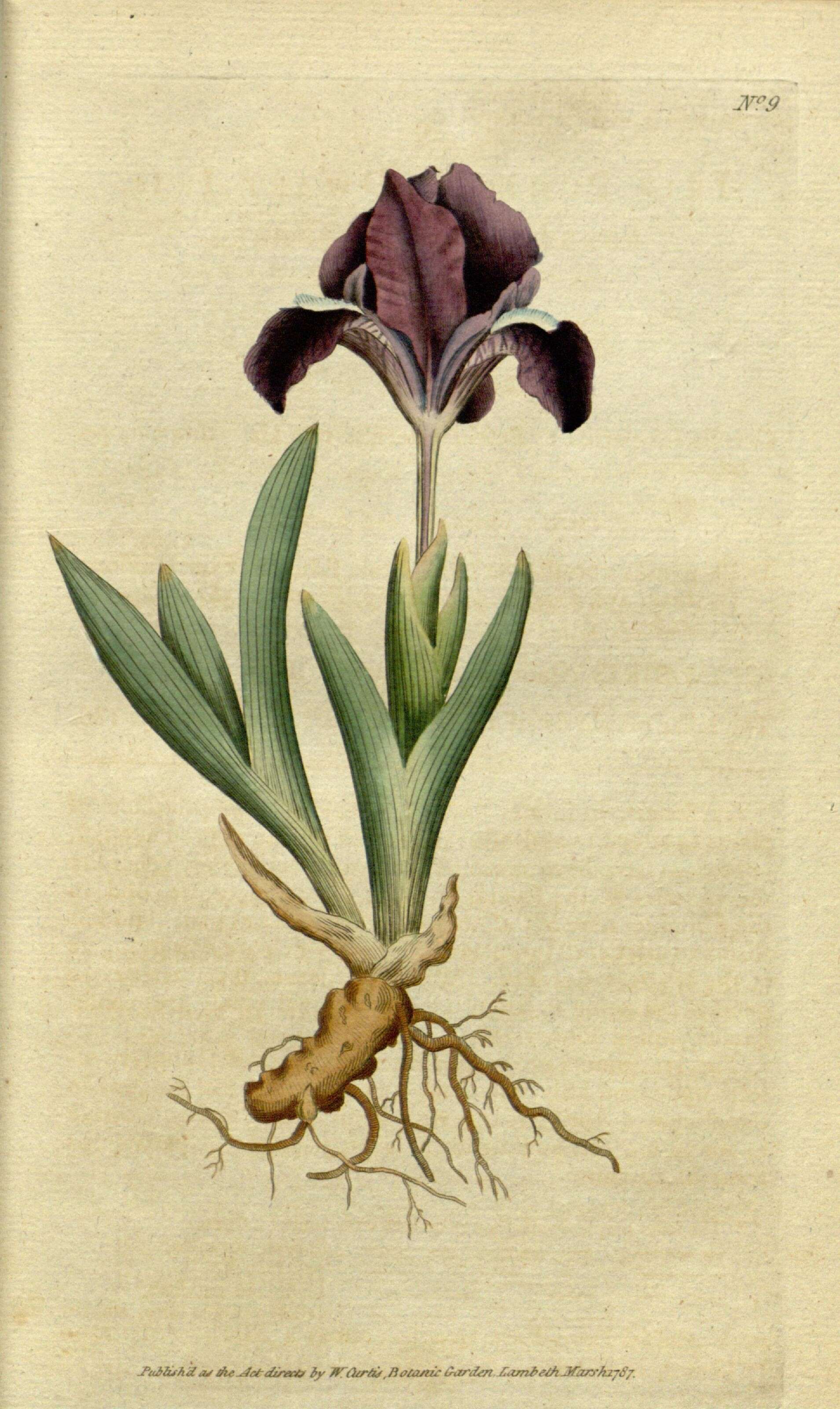 صورة Iris pumila L.