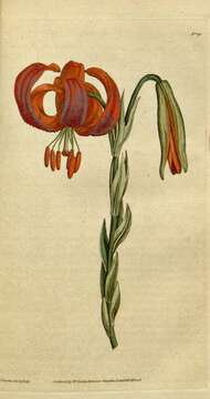 Image de Lilium chalcedonicum L.