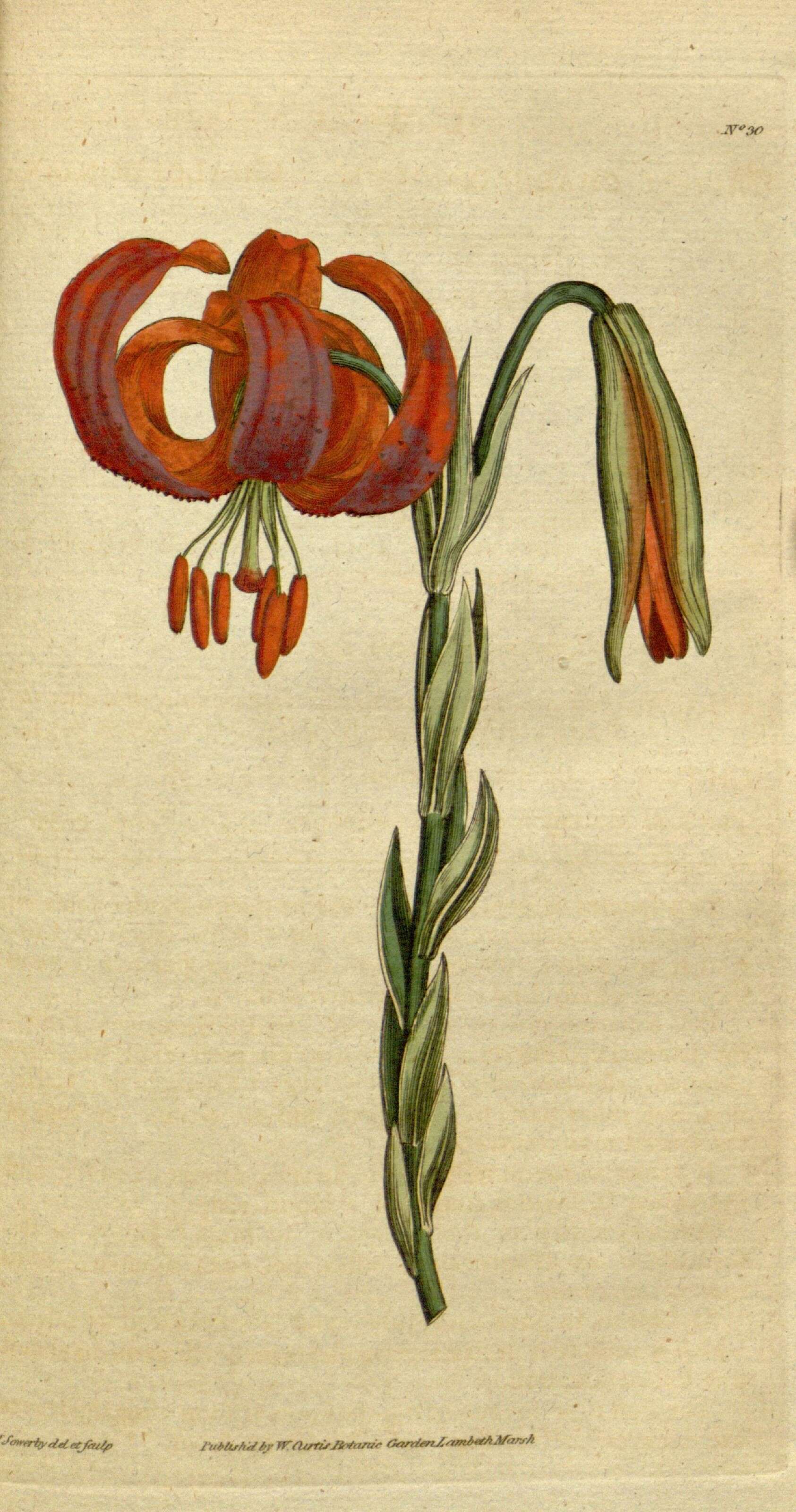 Image of Lilium chalcedonicum L.