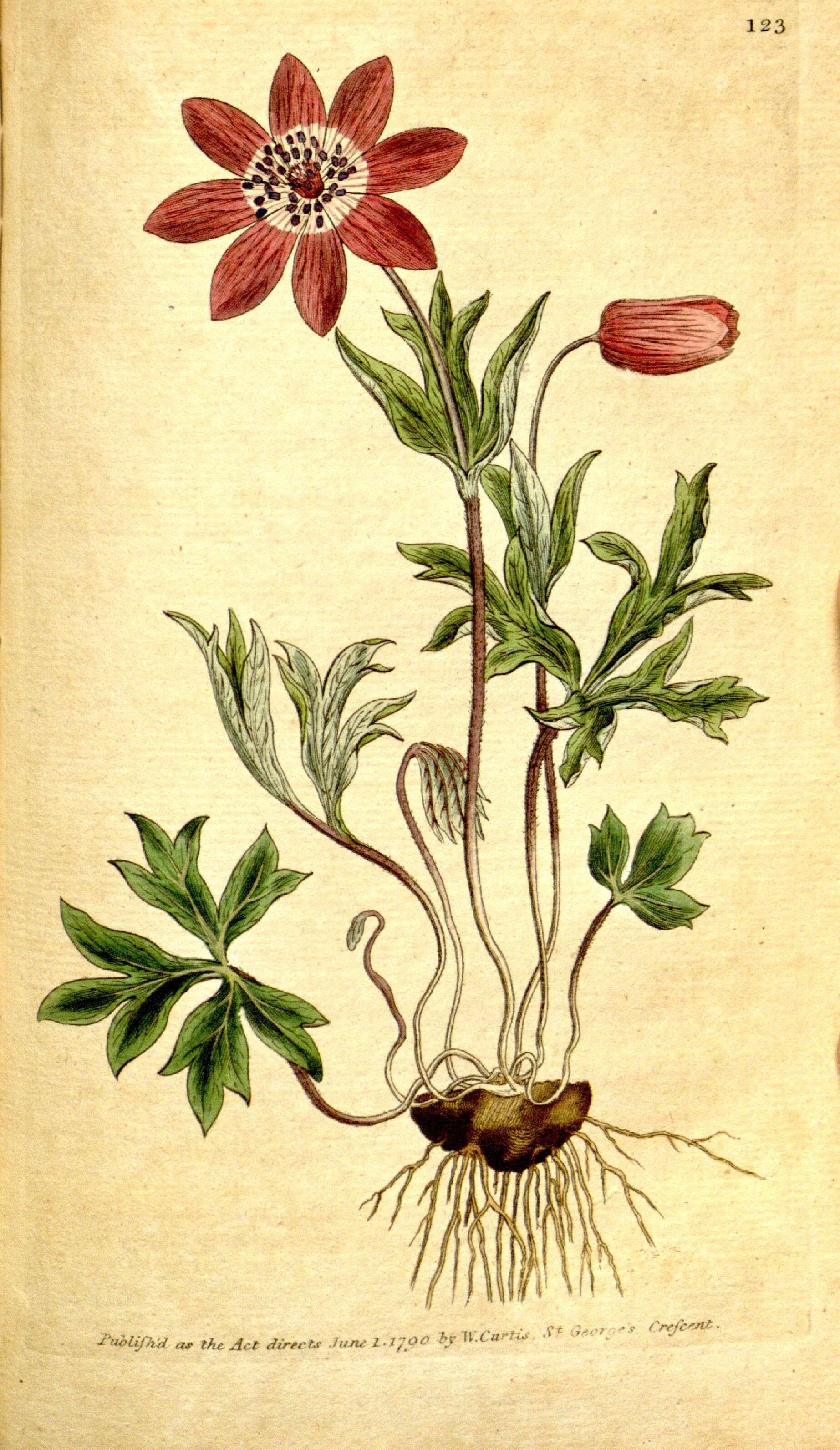 Image of broad-leaved anemone