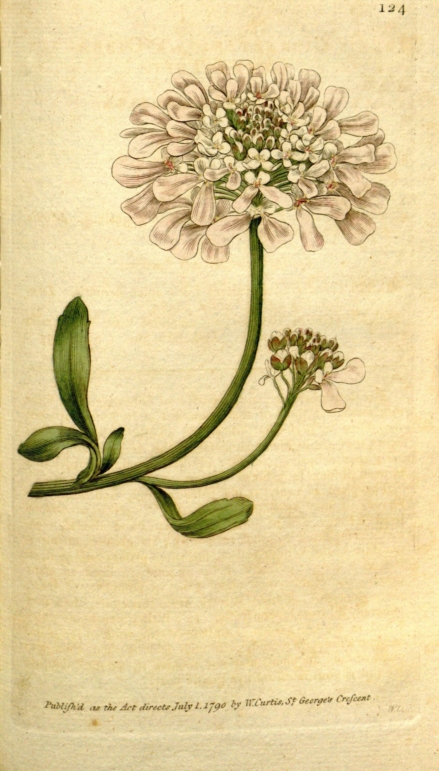 Image of Gibraltar candytuft